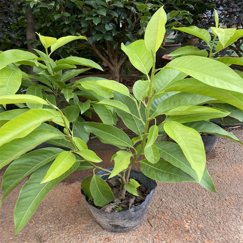 白兰花玉兰盆栽地栽树苗浓香型花卉植物室内外阳台庭院绿植