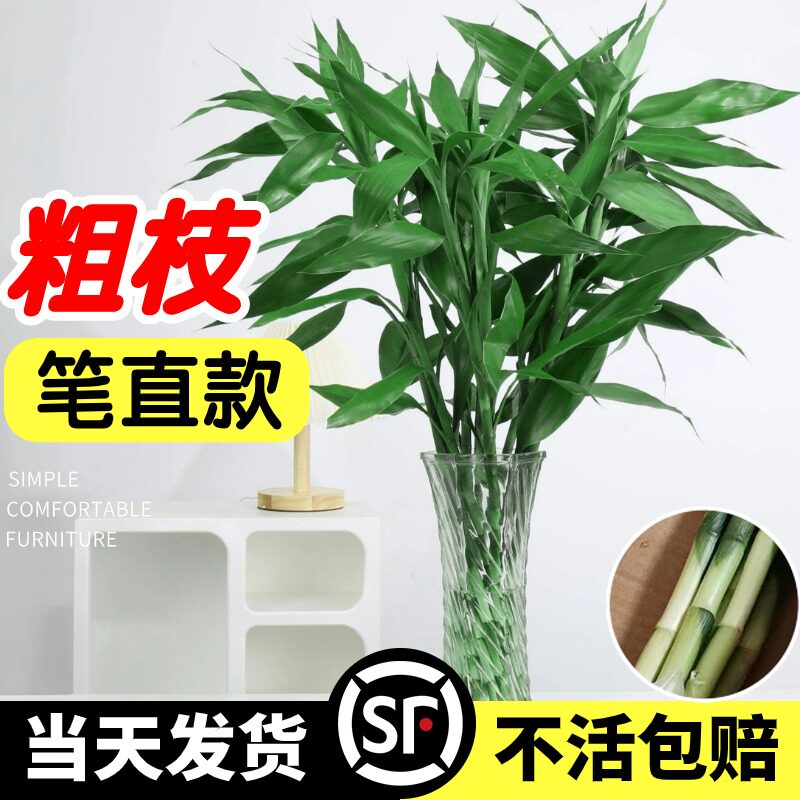 富贵竹水培植物转运竹子带根水养室内客厅绿植盆栽观音竹四季好养