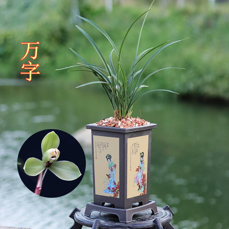 春兰老八种兰花苗四大天花梅瓣花宋梅龙字汪字万字秋冬带花苞
