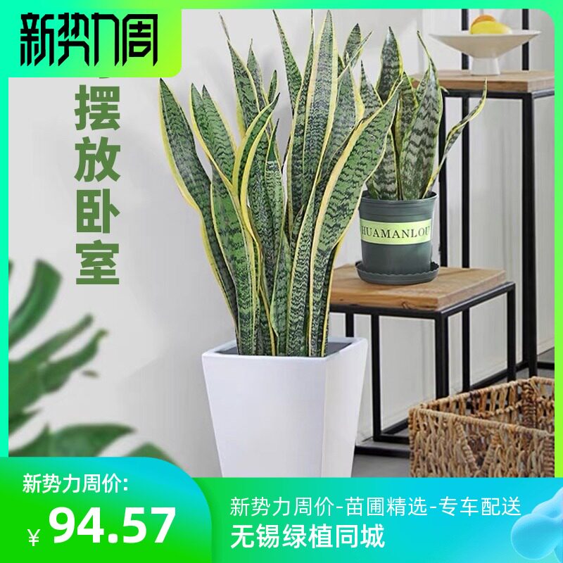 虎皮兰青叶盆栽植物客厅绿植室内净化空气新房吸甲醛无锡同城盆景