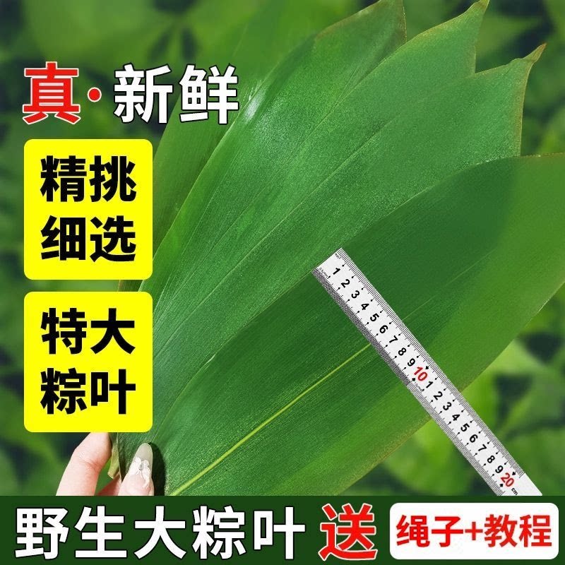 大叶香源粽叶包粽子专用叶新鲜家用粑粑老式粽子叶正品真空端午节