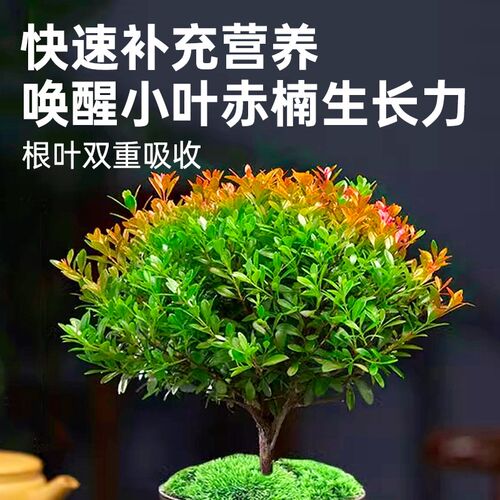 小叶赤楠营养液花肥金丝楠木唐枫小叶紫檀盆景专用肥料水溶液体肥