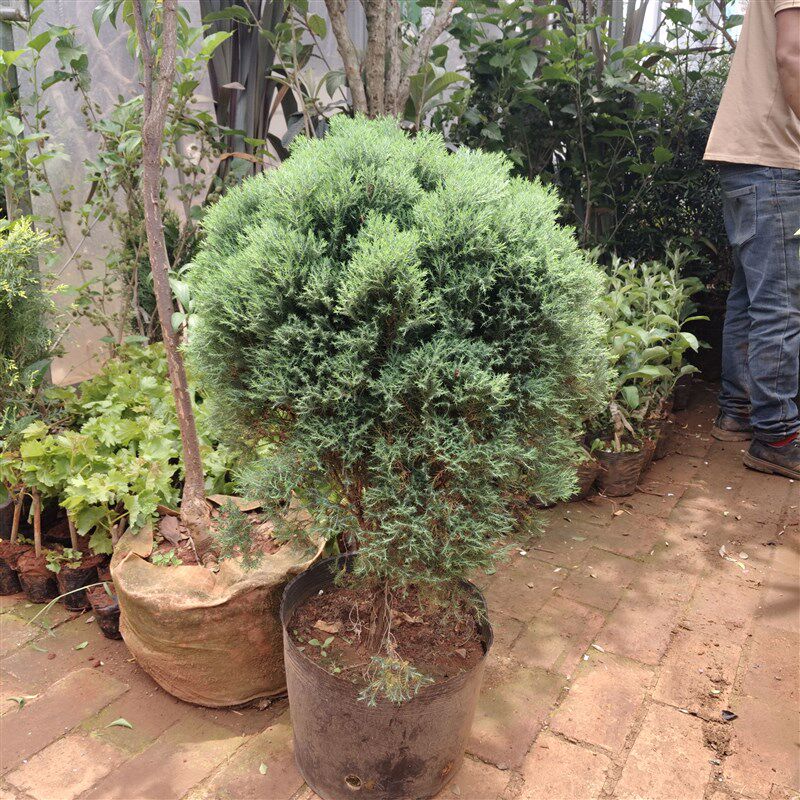 雾松盆景植物雾凇盆栽室内好养办公室桌面小绿植四季常青阳台花卉