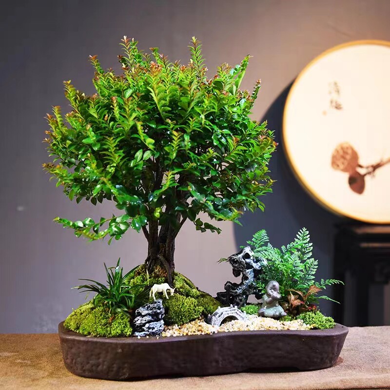 黑骨茶盆栽小叶紫檀盆景植物办公室桌面室内绿植好养古风植物摆件