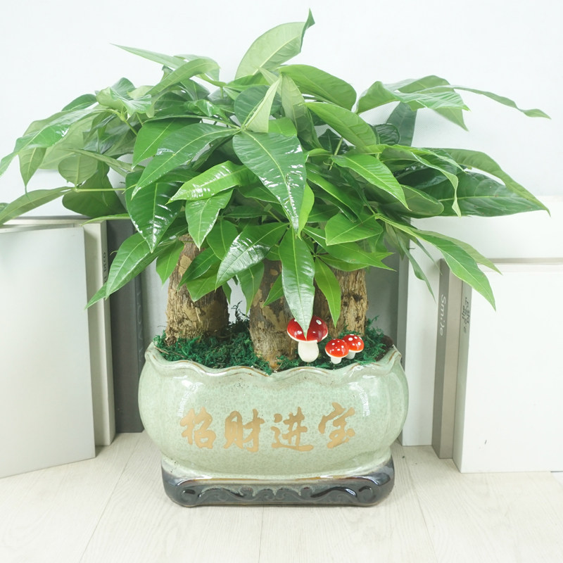 发财树开 ??业乔迁送礼招财盆栽植物花卉室内吸甲醛包邮绿植小