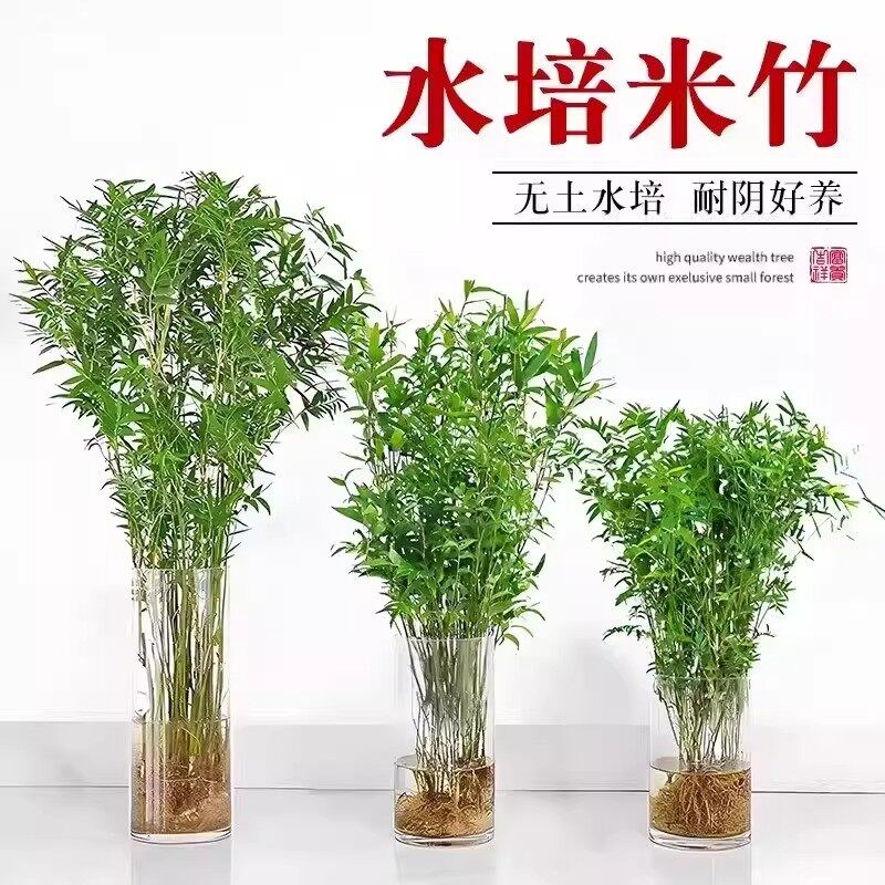 水培米竹室内盆栽植物绿植观音竹富贵竹南天竹客厅懒人营养液绿植