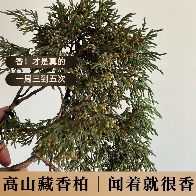 西藏柏香火供新鲜柏香枝藏香柏香薰家用天然香柏古法薰香