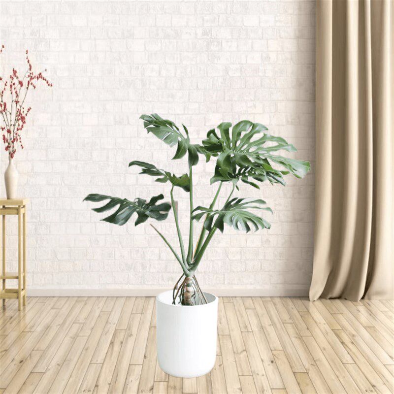 老桩提根龟背竹大型绿植盆栽室内客厅办公室植物真花吸甲醛净化空