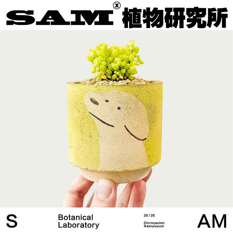 枝干番杏/金桔糖球金桔冰晶多肉沙生植物/桌面办公室绿植盆栽礼物