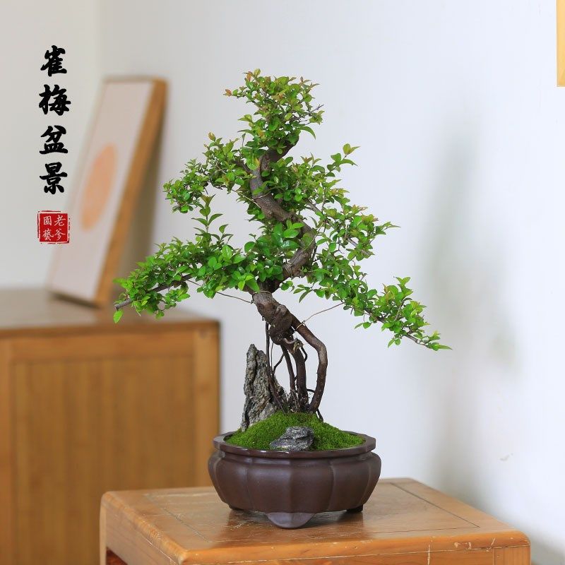雀梅盆景盆栽室内植物办公室桌面好养造型土培老桩盆景常青绿植