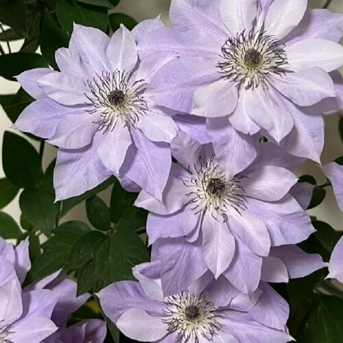 花都之韵 铁线莲盆栽爬藤植物庭院阳台藤本绿植花卉F系倒影乌托邦