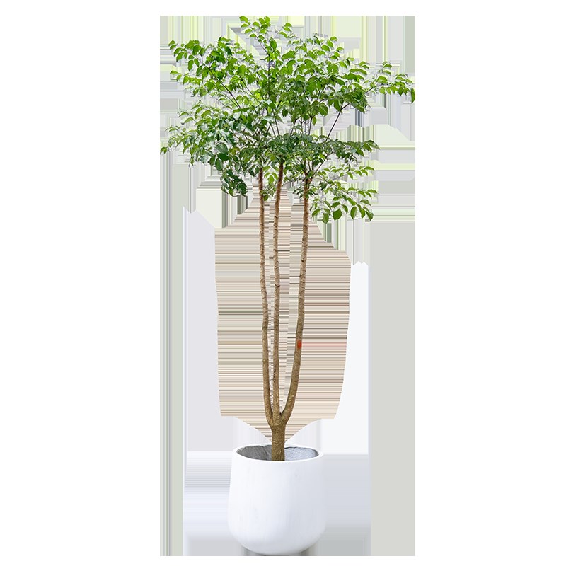 幌伞枫原生幸福树绿植室内客厅大型植物盆栽老桩富贵树落地乔迁高