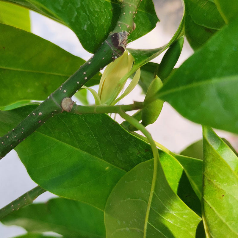 黄桷兰/黄果兰/黄角兰/白兰花树苗/绿植盆栽花卉/庭院阳台/限重庆