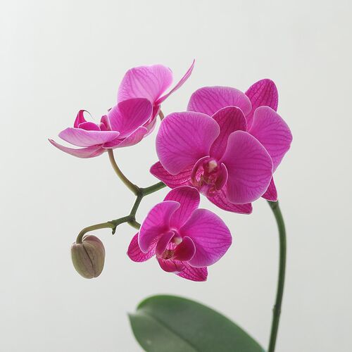 蝴蝶兰盆栽带花植物花卉室内客厅苔藓球特级兰花鲜花盆景四季好养
