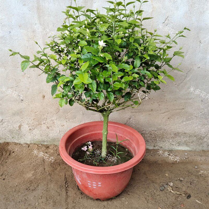 精品单瓣笔尖茉莉花盆栽老桩独杆大花圆叶虎头茉莉香味浓郁