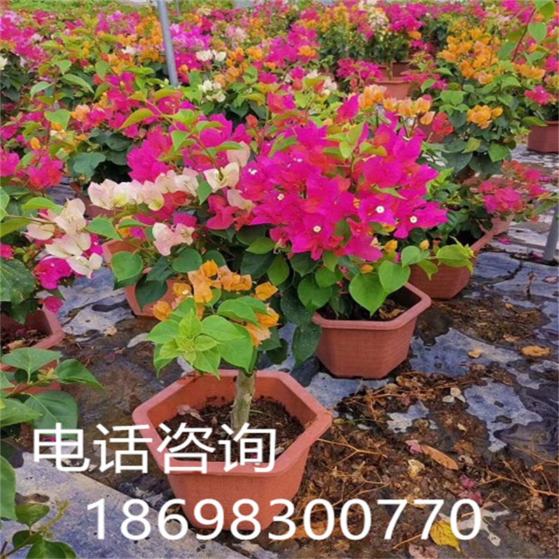 多色三角梅盆景大型三角梅造型树勒杜鹃盆栽叶子花四季开花三角梅