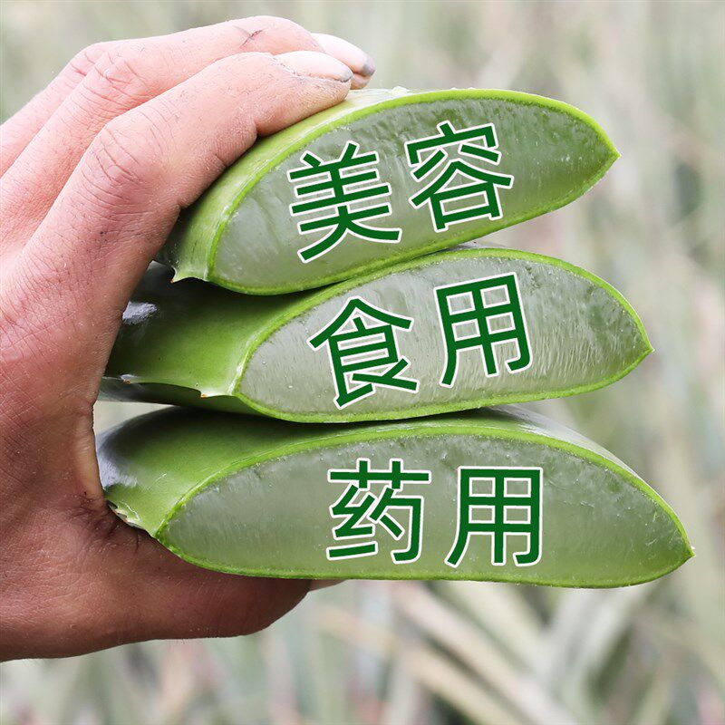 库拉索芦荟灌肤美容院专用可食用大颗植物盆栽纳豆牛奶罐肤叶片肉