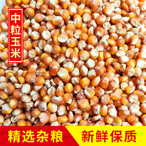 10斤装中粒玉米鸟食赛飞饲料信观赏鸽子粮比赛专用19省包邮