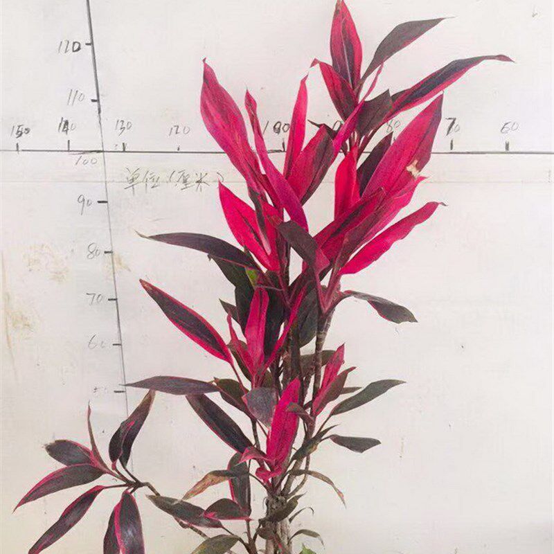 百合竹幸福树虎尾兰朱蕉太阳神等大型网红绿植一物一拍多省包邮