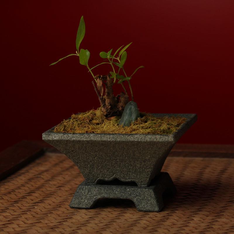 石头花盆桌面菖蒲简约摆件天然青石盆景花器石材花卉盆栽方形花瓶