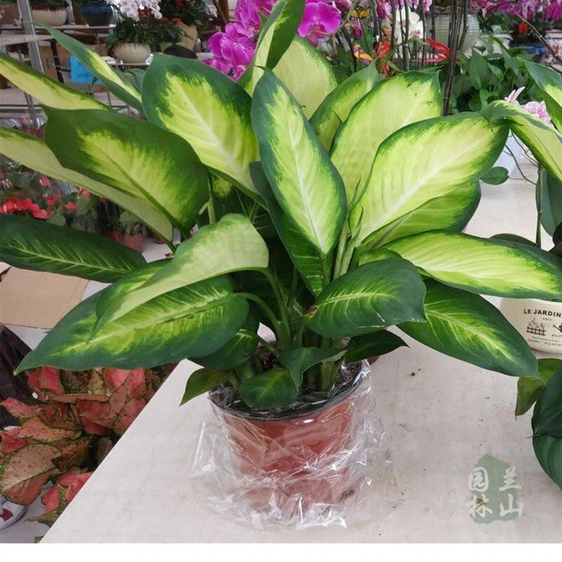 盆栽土培水培植物甲醛克星玛丽安银皇后万年青盆栽绿植净化空气