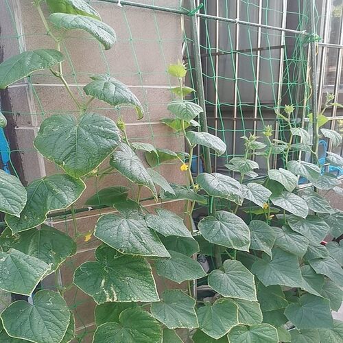 爬藤网花卉绿萝藤蔓植物攀爬网搭架网百香果蔬菜爬藤架园艺种植网