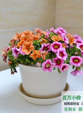 百万小铃/舞春花吊兰/重瓣矮牵牛/喇叭花/阳台庭院花卉植物/重庆