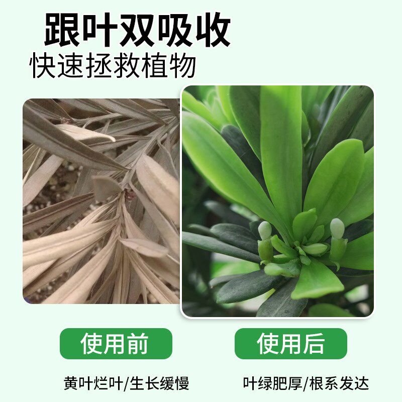 罗汉松专用肥营养液有机肥料泰山松雀舌四季大阪松树盆栽景通用型