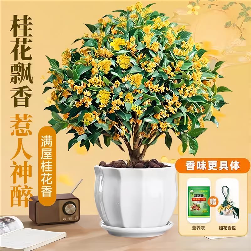 桂花树苗四季桂盆栽带花苞浓香型室内阳台庭院懒人好养开花卉植物