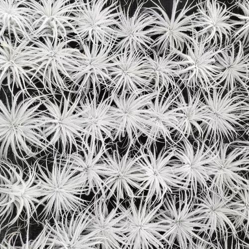 空气凤梨植物 白色 鸡毛掸子  绿植盆栽花草