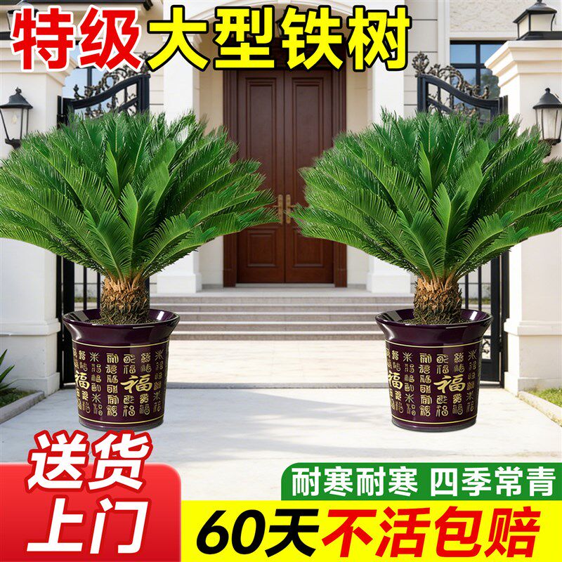 铁树盆栽大型绿植公母一对树苗花盆特大号盆景别墅门口室内植物