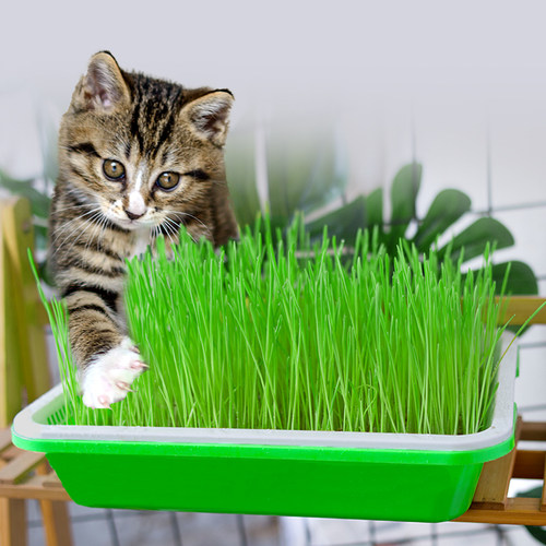 猫草盆栽小麦粒无土水培懒人育苗盘种植成幼猫薄荷自己种猫咪零食