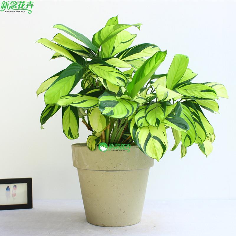 金梦竹芋室内客厅阳台绿植观叶趣味净化空气植物北欧风盆栽