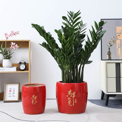 陶瓷花盆红色新年喜庆大口径落地金钱树发财树客厅大绿植盆栽专用