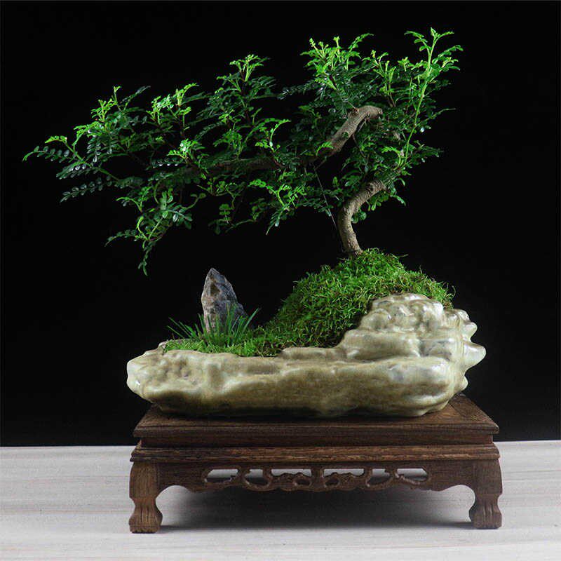 清香木盆景老桩胡椒木悬崖造型树桩山水假山植物室内桌面绿植盆栽