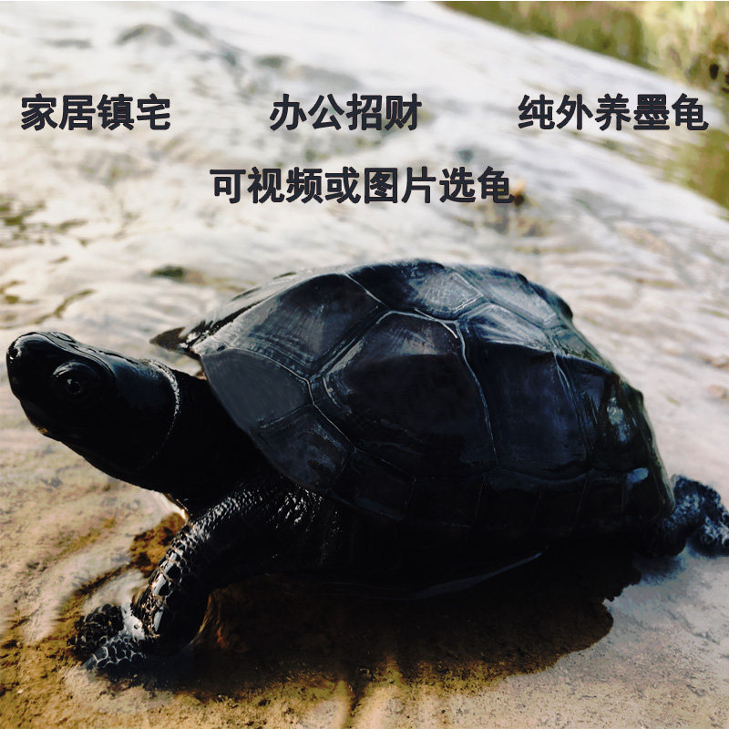 墨龟全黑活体宠物龟中华草龟公品种纯观赏龟镇宅风水龟长寿龟包活