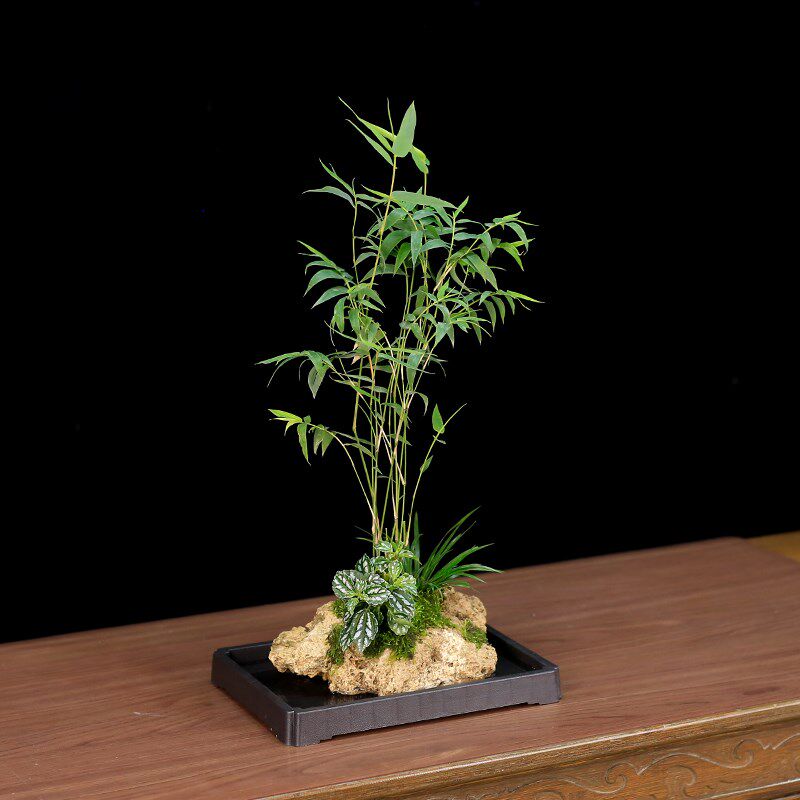 吸水石米竹盆栽上水石附石菖蒲微景观办公室桌面绿植水培植物盆景