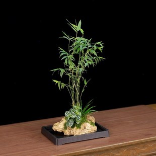 吸水石米竹盆栽上水石附石菖蒲微景观办公室桌面绿植水培植物盆景