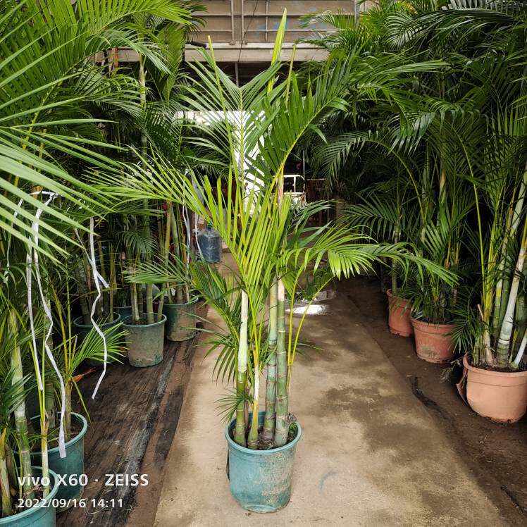 散尾葵老桩凤尾竹基地直销室内客厅庭院绿植盆栽吸甲醛净化客气