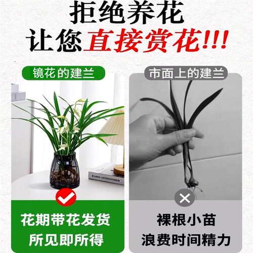 水培植物兰花盆栽建兰室内好养耐寒浓香型兰草名贵花卉夏带花托苞