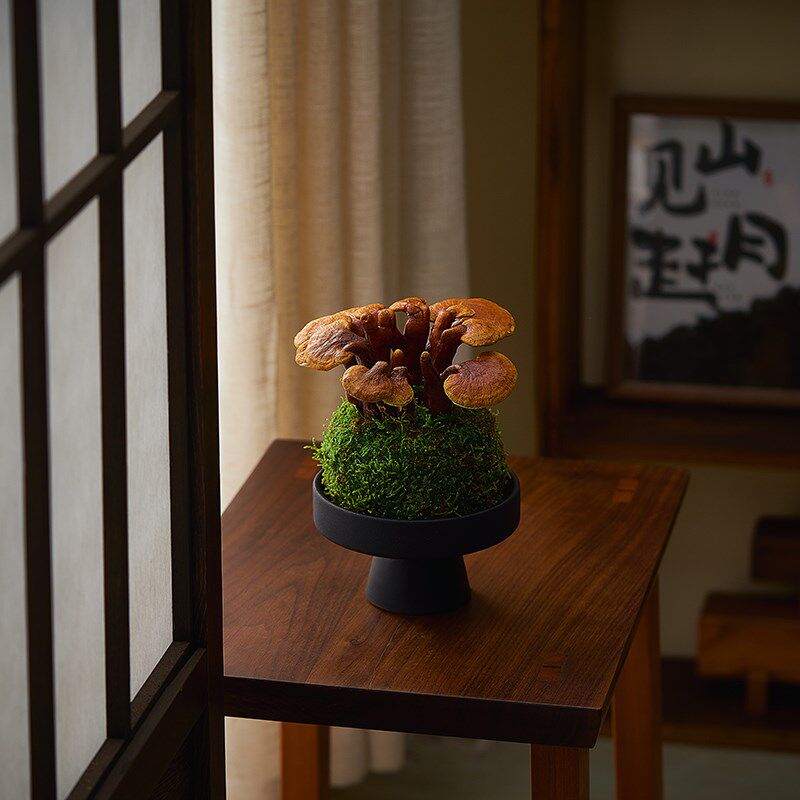 灵芝盆栽室内水培植物多肉组合苔藓球绿植办公室桌面茶桌盆景摆件