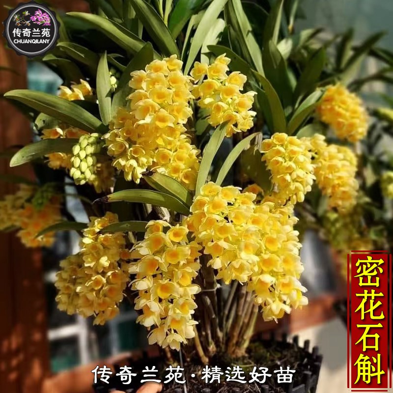 密花石斛 稀有名贵品种 黄花球状灯笼石斛 好养室内盆栽国兰花卉