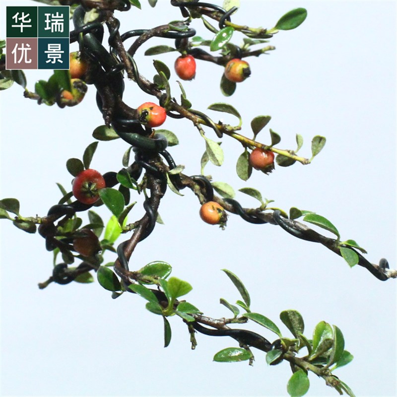 小叶珍珠栒子掌上微型盆景开花结果高山荀子盆栽办公居家绿植红果