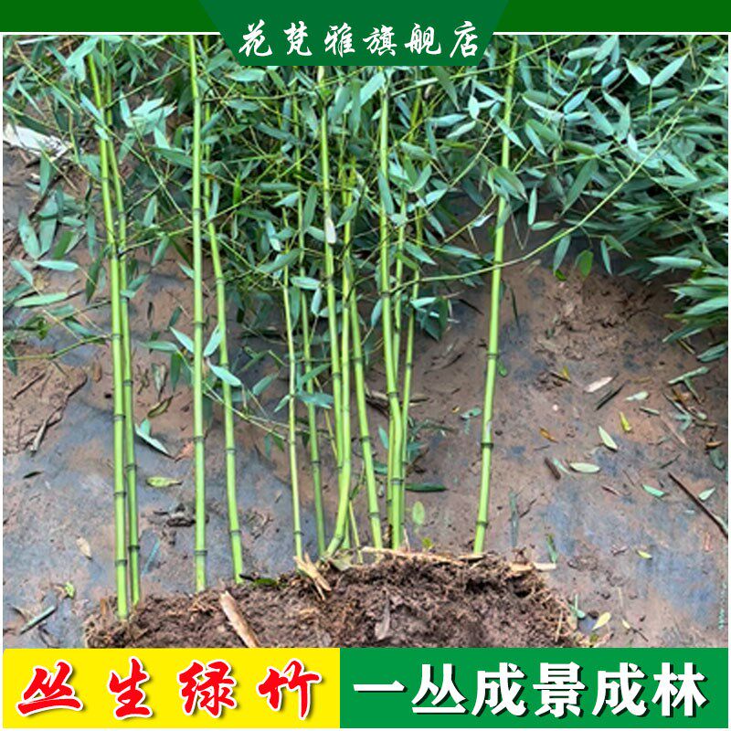 竹子苗丛生绿竹金竹紫竹罗汉竹庭院造景成林四季常青阳台竹子盆栽