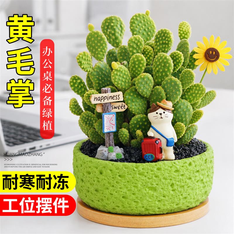 黄毛掌多肉植物仙人掌工位摆件绿植办公室内盆栽客厅桌面好养植物