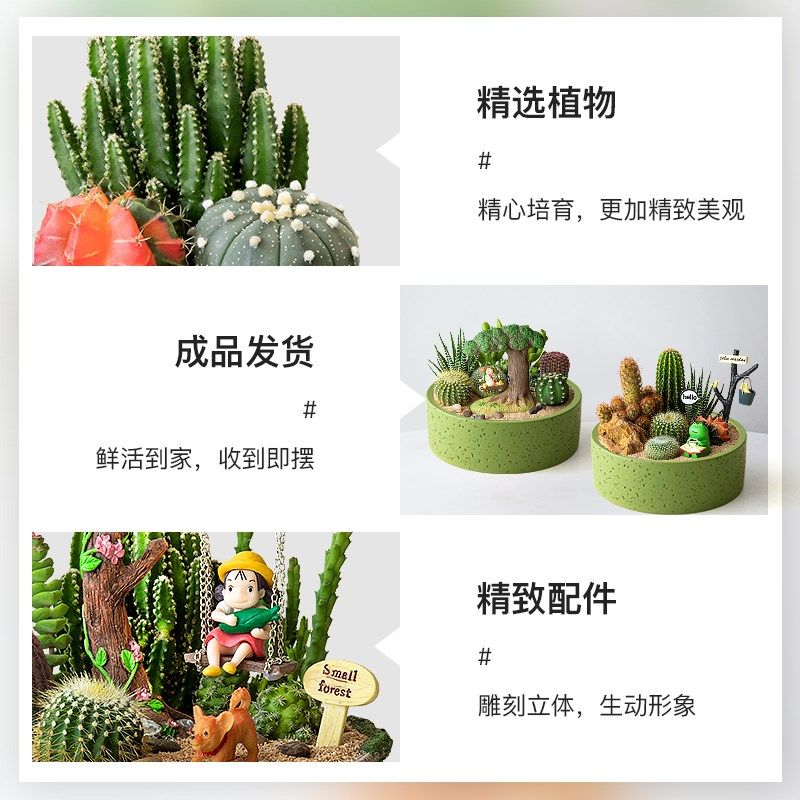 仙人掌盆栽组合多肉植物仙人球办公室桌面绿植好养活创意生日送礼