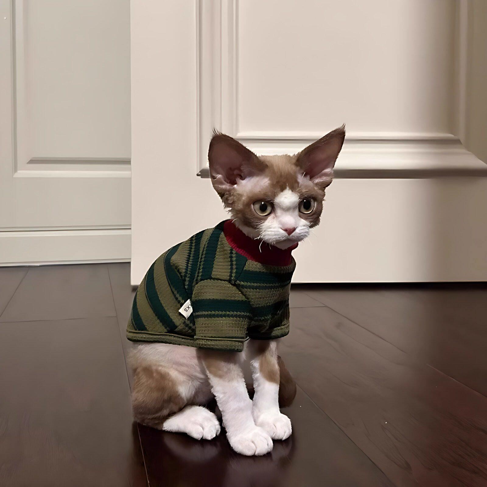 猫咪衣服春夏季2025新款条纹两脚衣可爱无毛猫蓝猫布偶猫幼猫背心