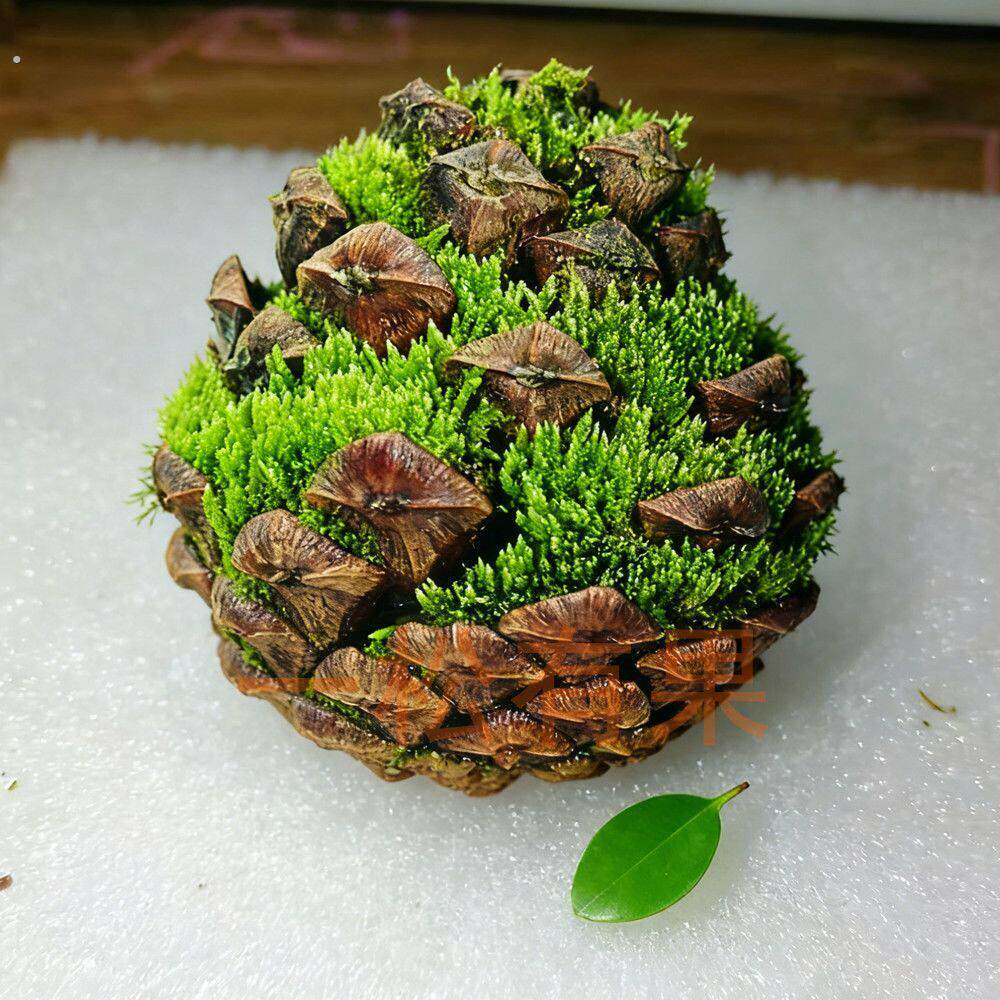 松果苔藓掌上微景观松塔苔藓微景观办公室趣味礼品创意植物摆件