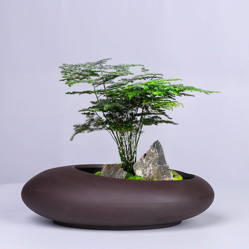 紫砂兰花花盆2022新款创意文竹蝴蝶兰客厅绿植盆带托盘大个性陶瓷