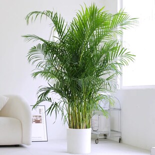 散尾葵大型植物盆栽富贵椰子办公室内客厅绿植四季常青凤尾竹好养